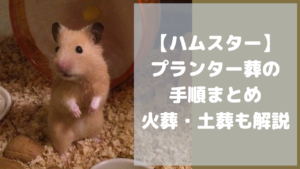【ハムスター】プランター葬の手順まとめ【火葬・土葬も解説】