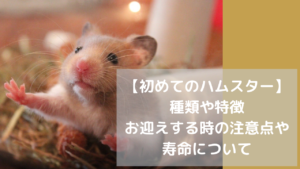 【初めてのハムスター】種類や特徴・お迎えする時の注意点や寿命について