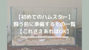 【初めてのハムスター】飼う前に準備するもの一覧【これさえあればOK】