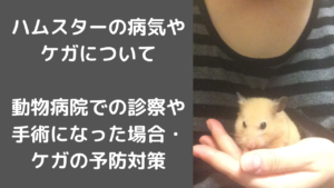 【ハムスターの病気やケガについて】動物病院での診察や手術になった場合・ケガの予防対策